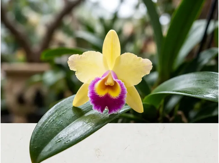 Pianta di orchidea