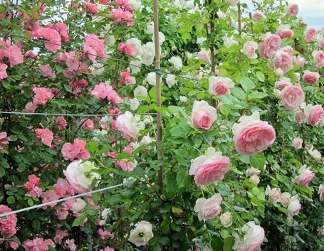 Rose rampicanti