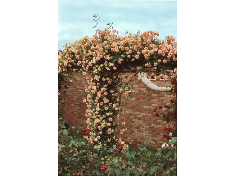 Rose rampicanti