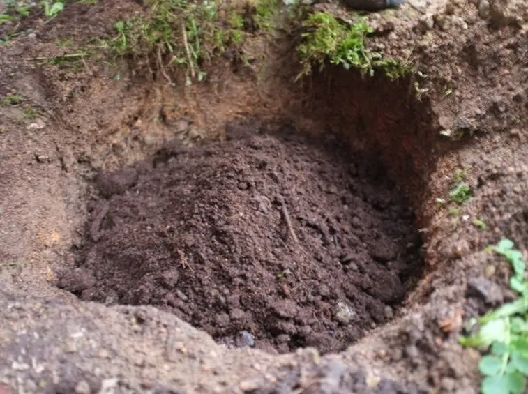 Foro per accogliere la rosa