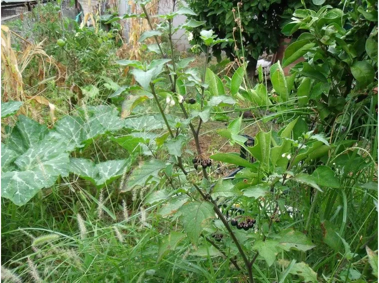 piante selvatiche 