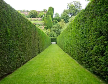 siepi da giardino 