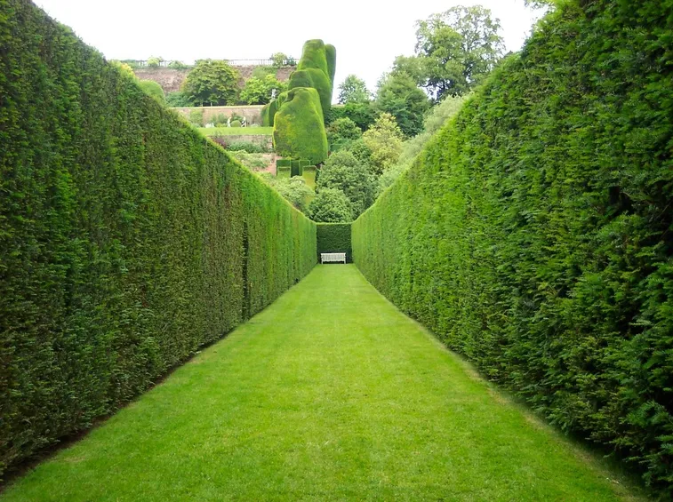 siepi da giardino