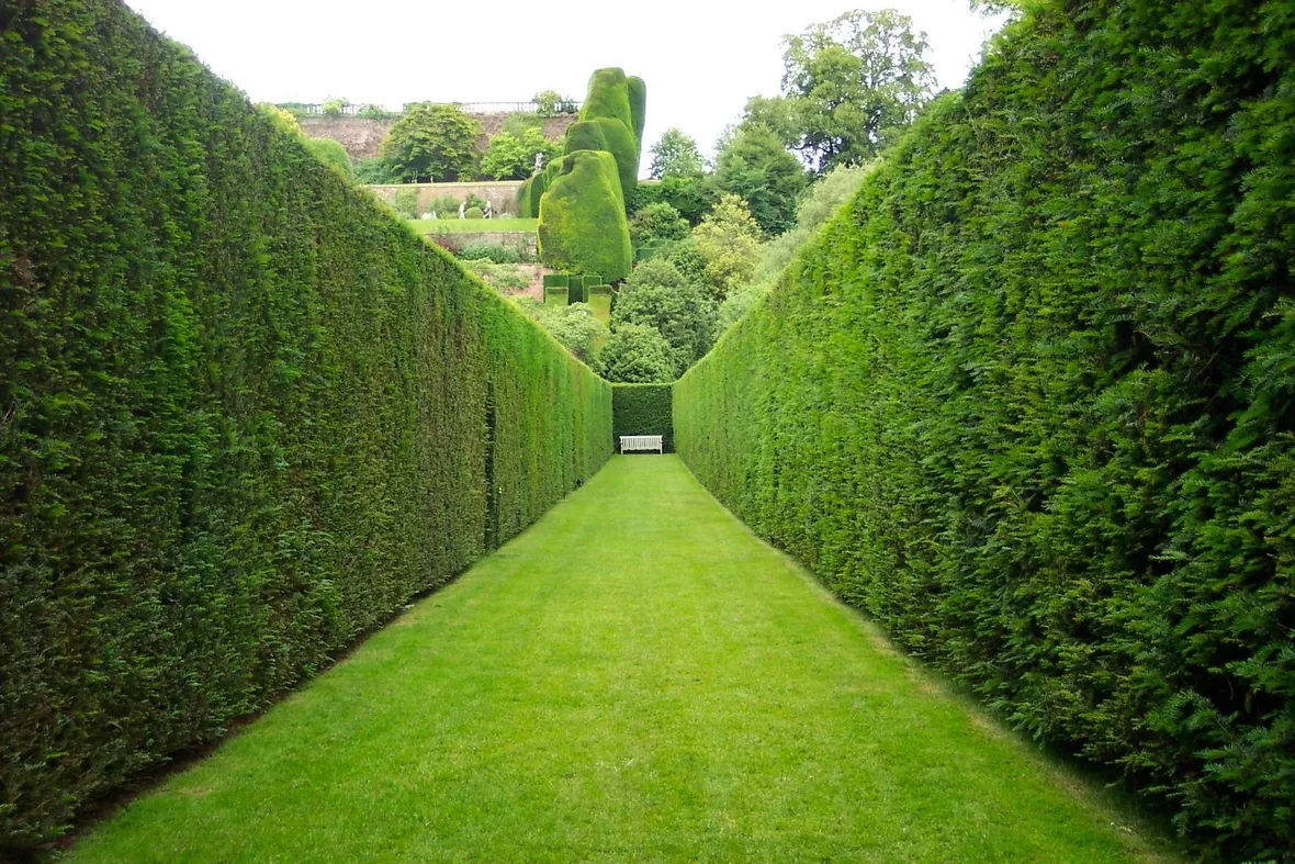 siepi da giardino