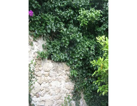Edera rampicante
