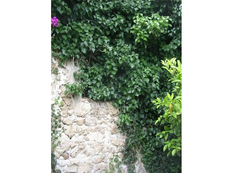 Edera rampicante