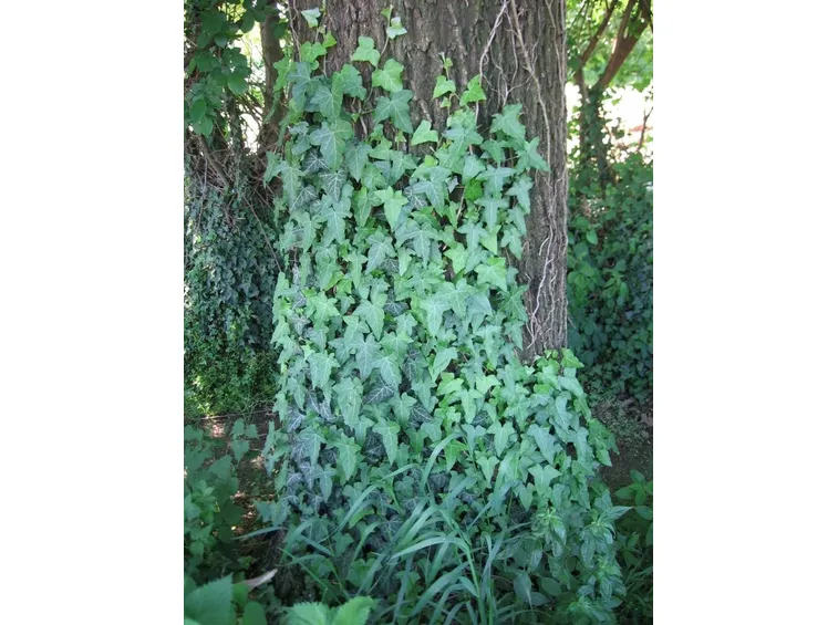 Edera rampicante spontanea su albero