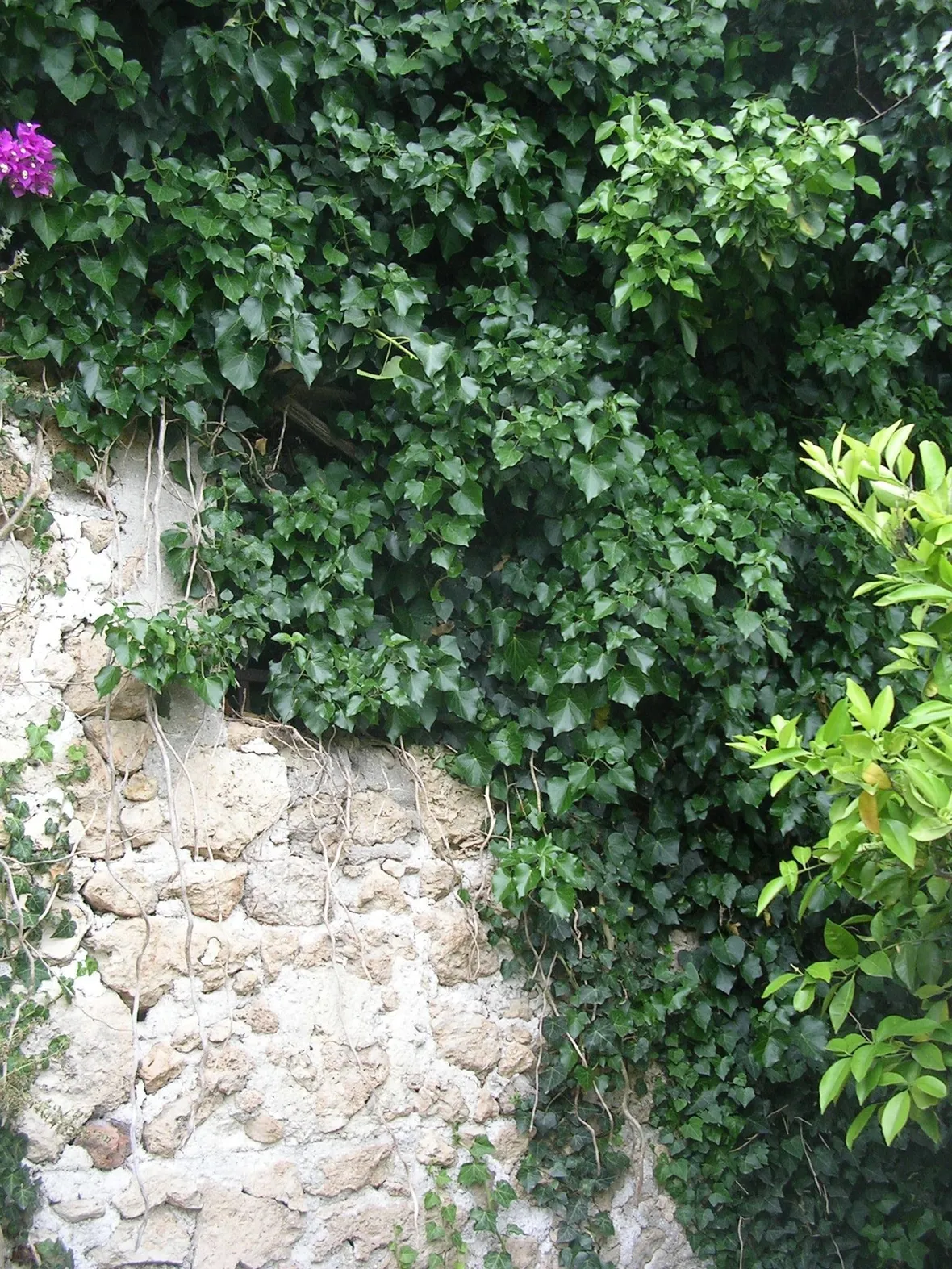 Edera rampicante
