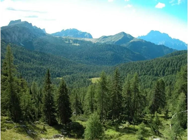 bosco di conifere 