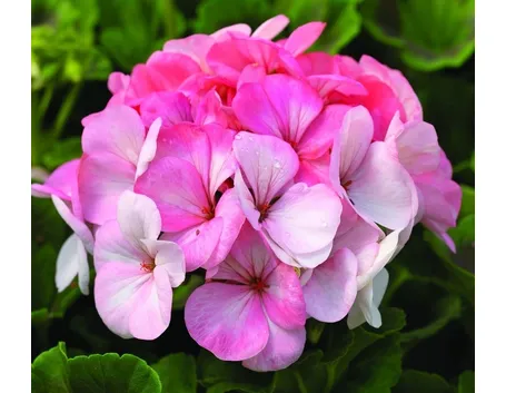 Geranio fiore rosa
