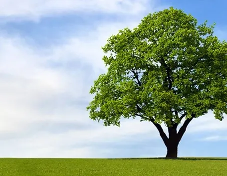 Un albero