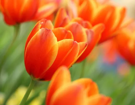 tulipani