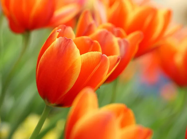 tulipani