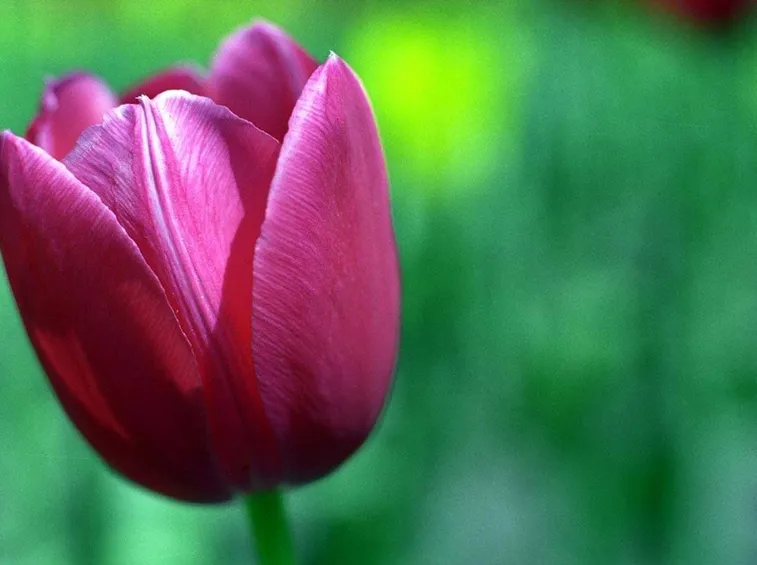 tulipano3