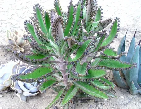 succulente