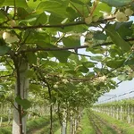 Piantagione di kiwi