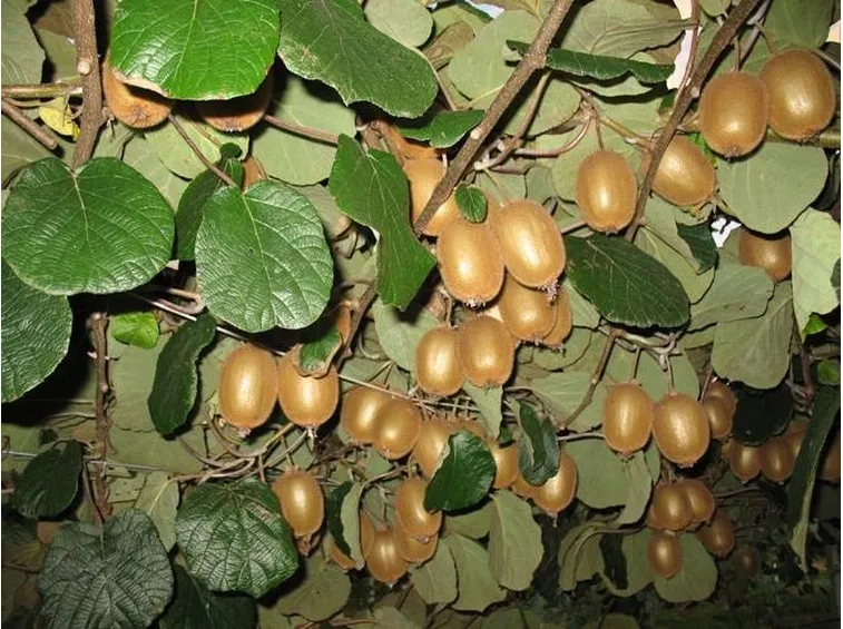 Rami di una pianta di kiwi con frutti