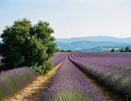 Coltivazione di lavanda