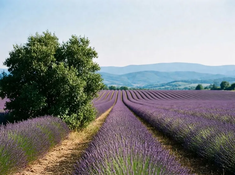 Coltivazione di lavanda