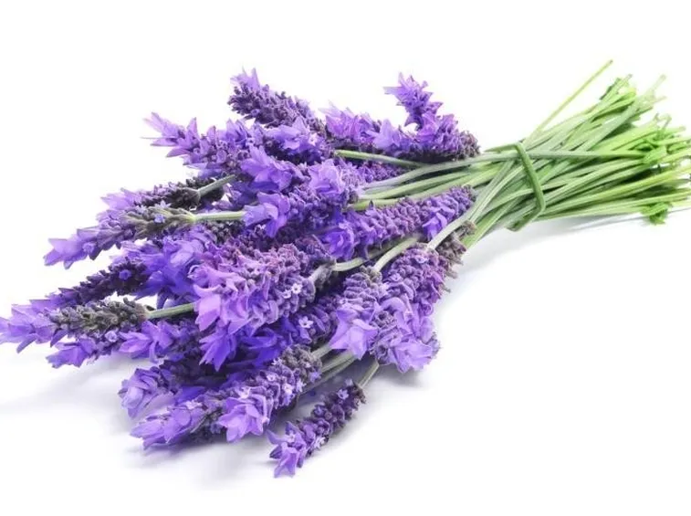 Fiori di lavanda