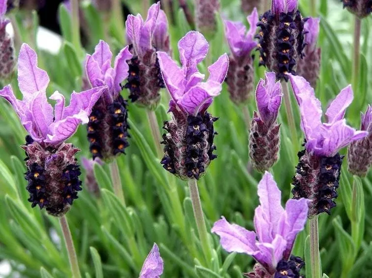 Lavandula stoechas