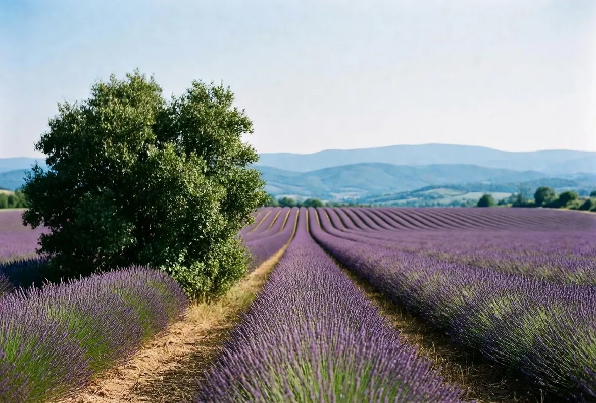 Coltivazione di lavanda