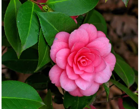 camelia