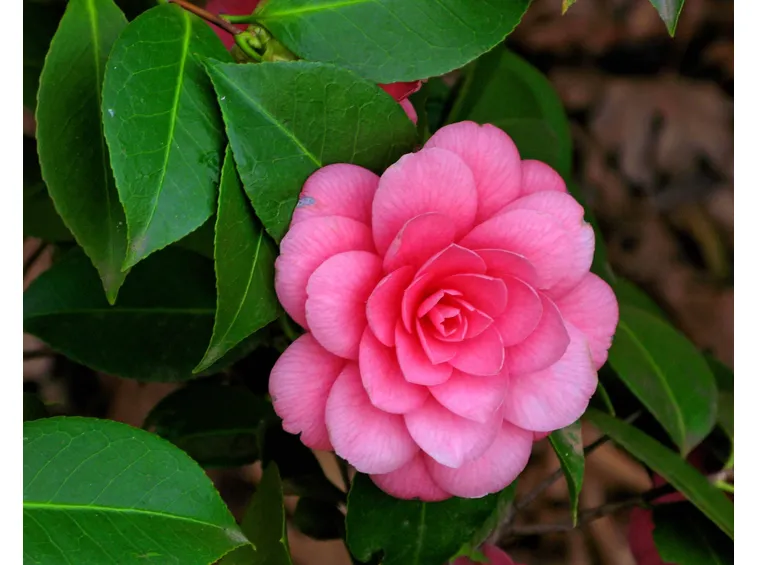 camelia