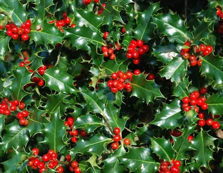 Le bacche rosse di Agrifoglio