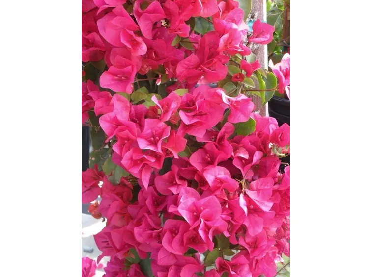 Bellissima Bouganiville rosa
