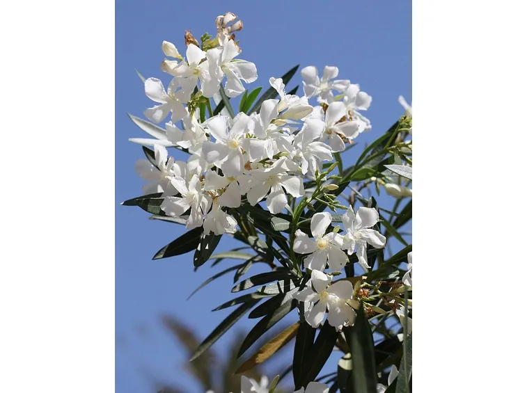 Particolare del fiore di Oleandro
