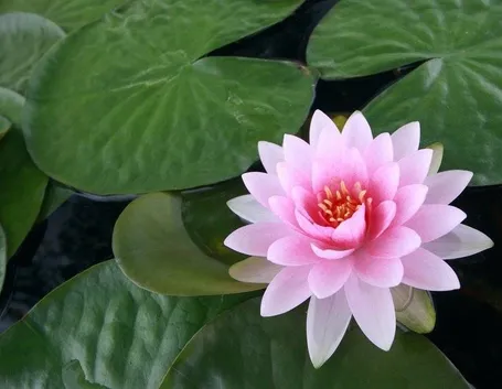 Bellissima ninfea rosa