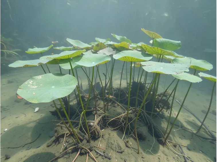 IL fondale del lago delle ninfee