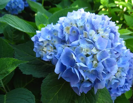 Ortensia bianca 
