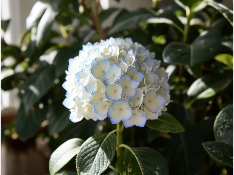 Ortensia bianca 