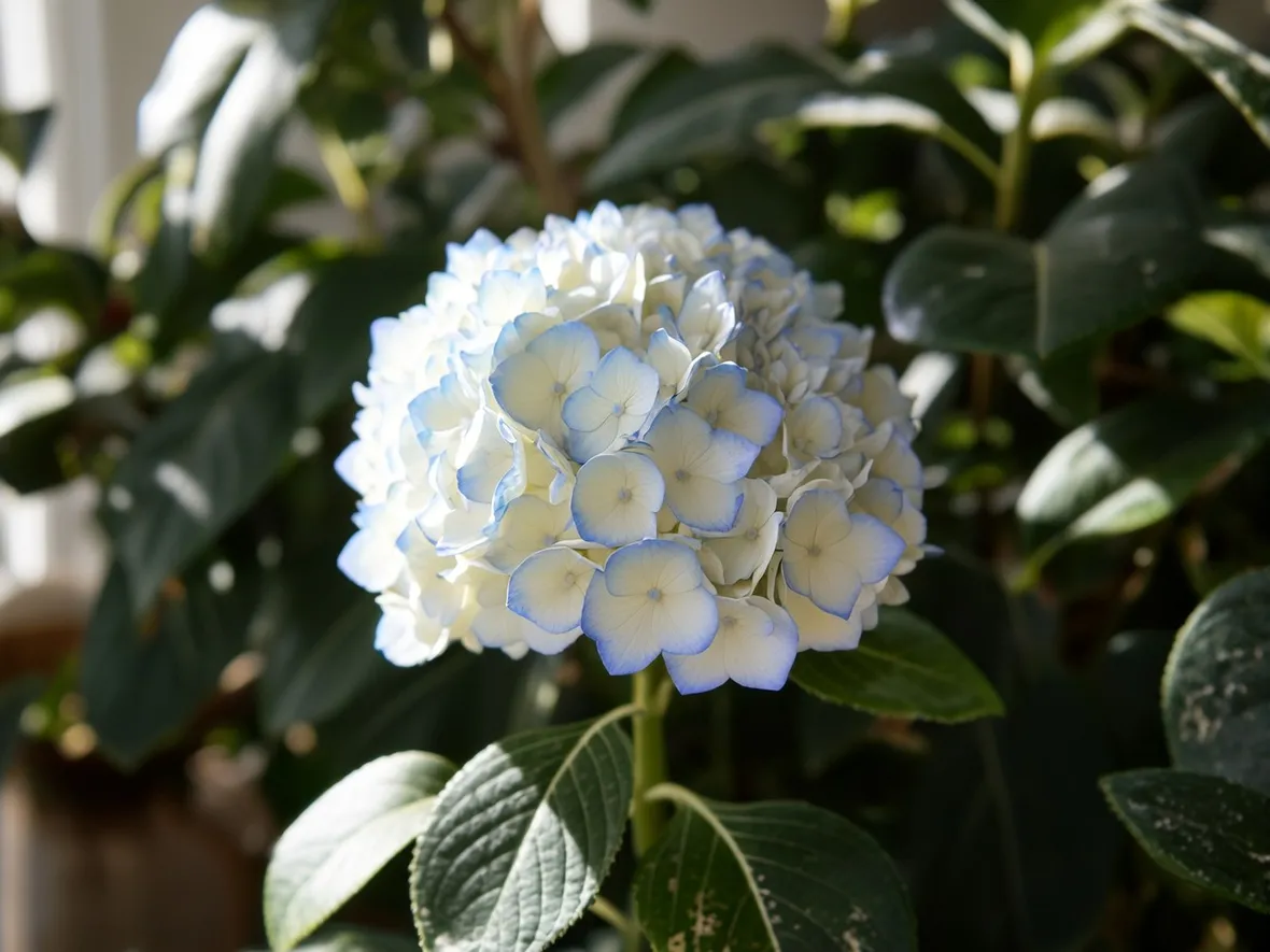 Ortensia bianca 