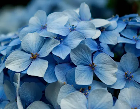 ortensia blu