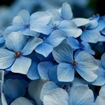 ortensia blu