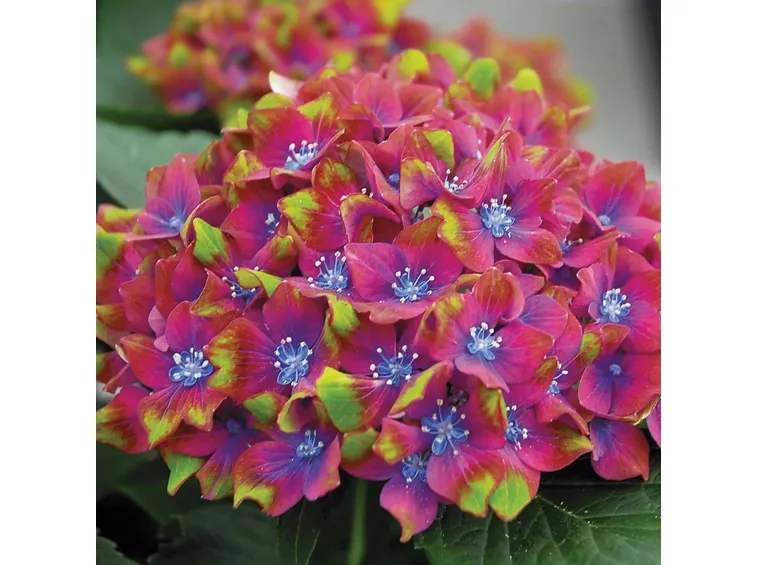 ortensia rosa