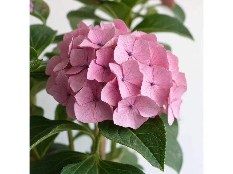 Fiore di ortensia