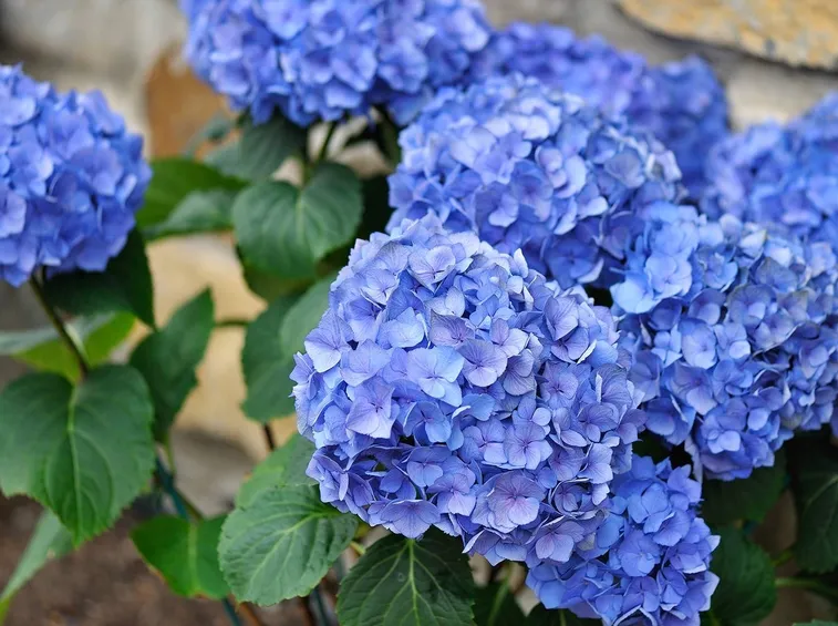 Un'ortensia dal colore blu intenso