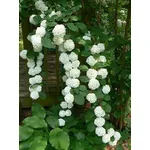 ortensie bianche 