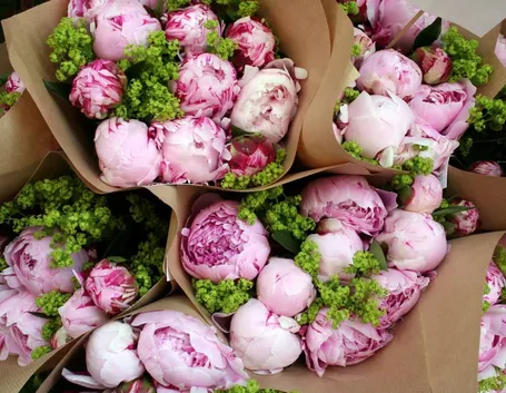peonie rosa