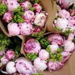 peonie rosa