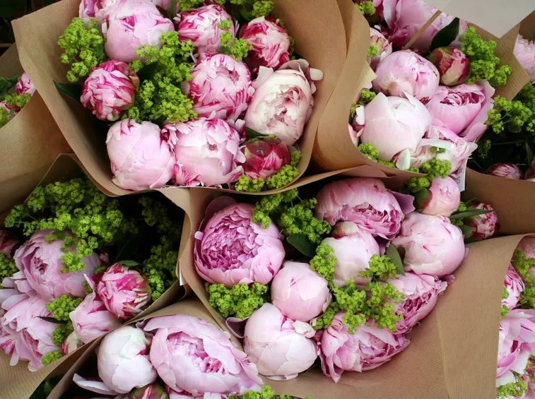 peonie rosa