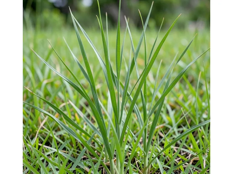 citronella