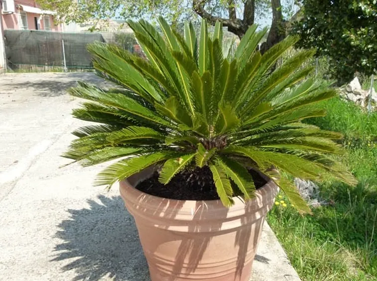 Cycas in vaso