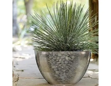 vaso 