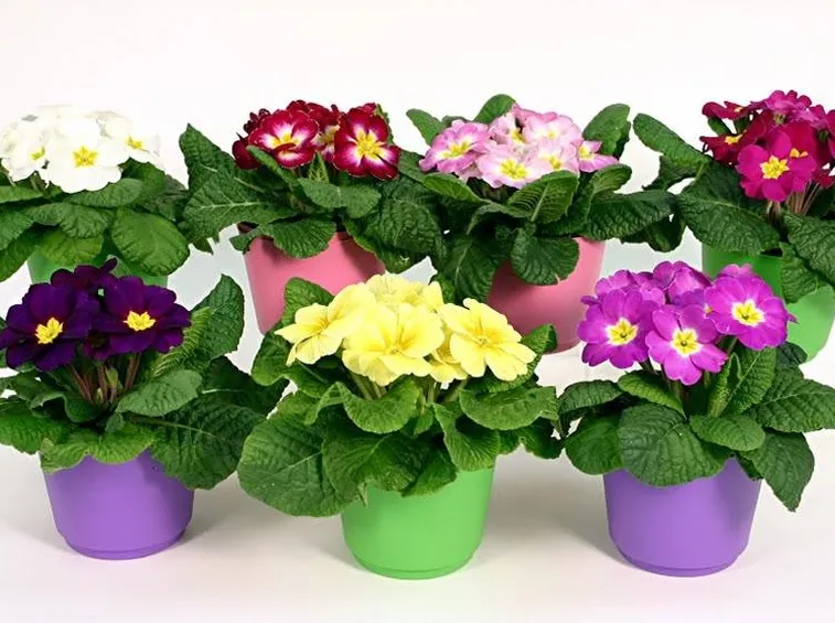 vasi di fiori