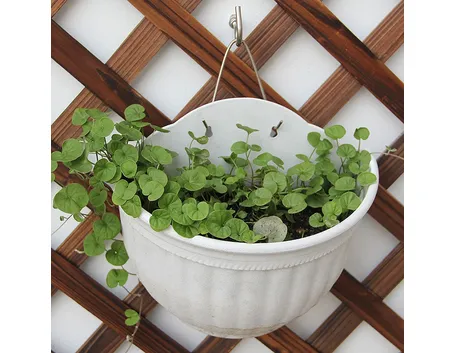 vaso pendente 